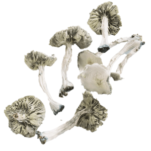 Albino Avery - Magic Mushrooms