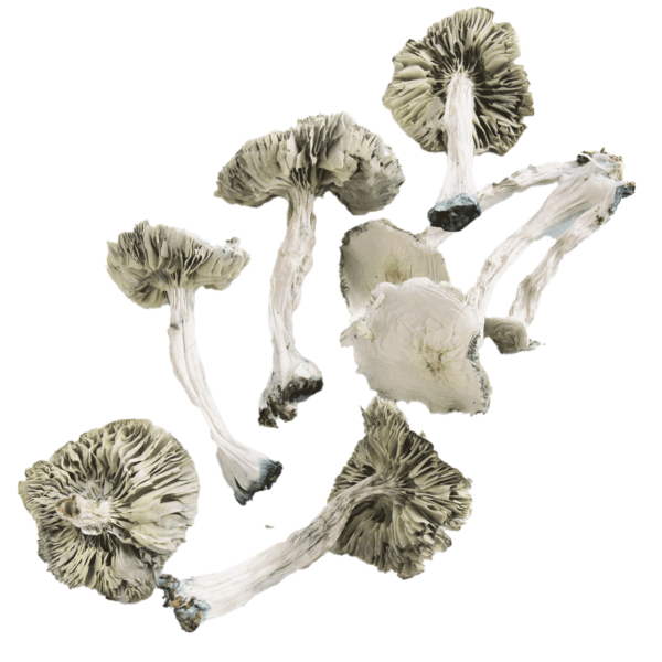 Albino Avery - Magic Mushrooms