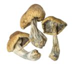 OG Penis Envy - Magic Mushrooms