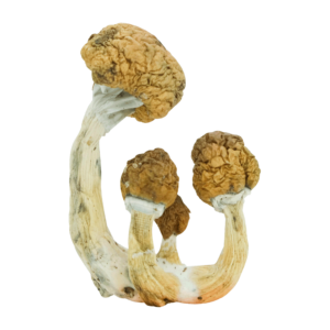 B+ - Magic Mushrooms