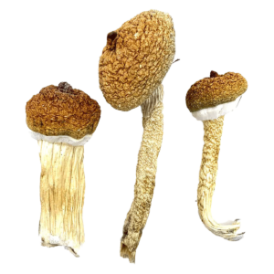 Blue Meanies - Magic Mushrooms