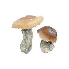 Makilla Gorilla - Magic Mushrooms