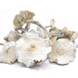 Albino Zilla - Magic Mushrooms
