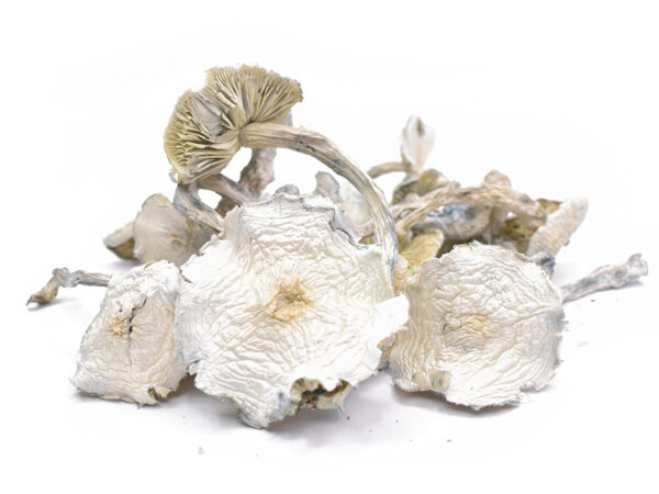 Albino Zilla - Magic Mushrooms